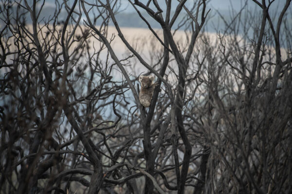 Kangaroo Island fire.  A Koala (looks healthy) looking back towards Kingscote on the Playford Hwy. Picture: Brad Fleet