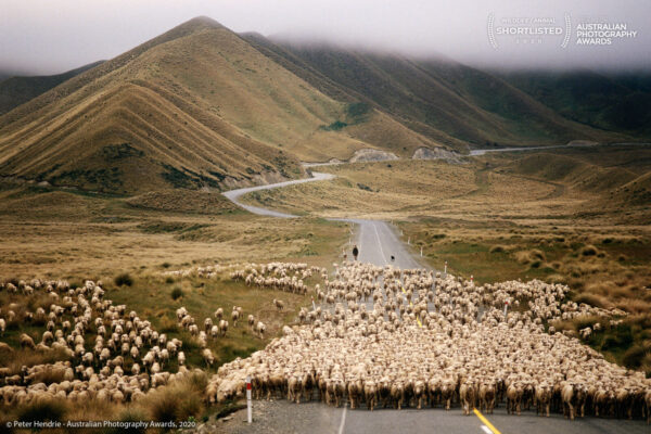 Sheet flock South Island New Zealand .